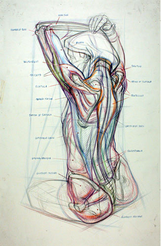 Anatomical drawing of the back and arms of a man Gary Gareths
