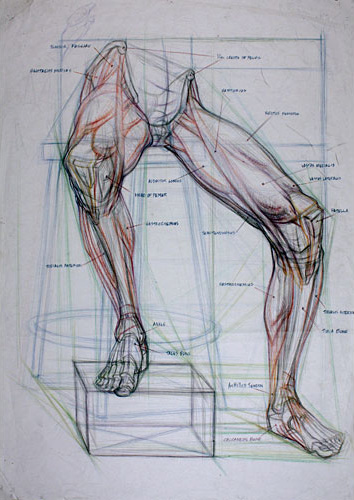 Anatomical study of legs and hips by Gary Gareths