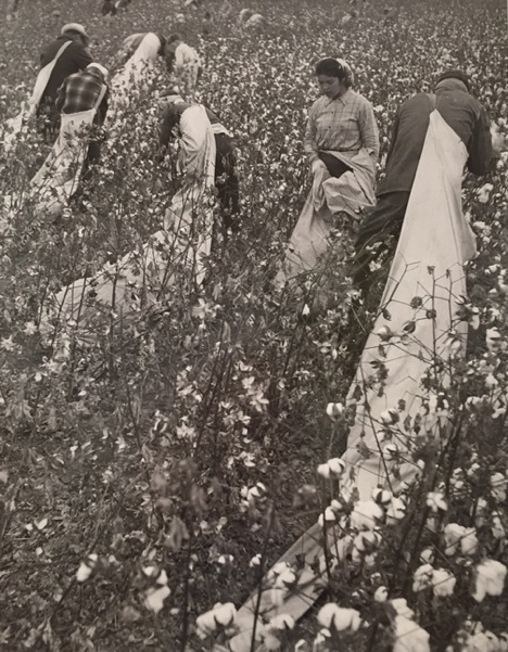 Migrant workers picking cotton in a field by Hansel Mieth and Otto Hagel