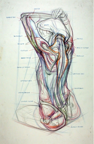 Anatomical drawing of the back and arms of a man Gary Gareths