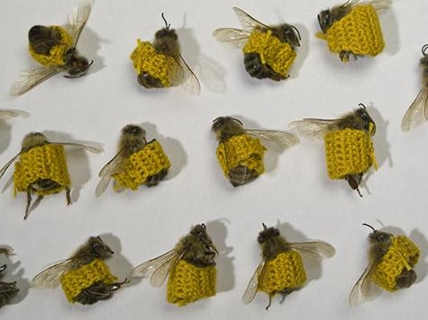 Bees wraped with yellow knitted rings by Esther Traugot