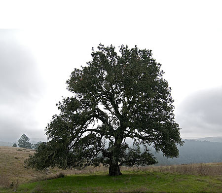 Print of a large oak tree on top of a hill 