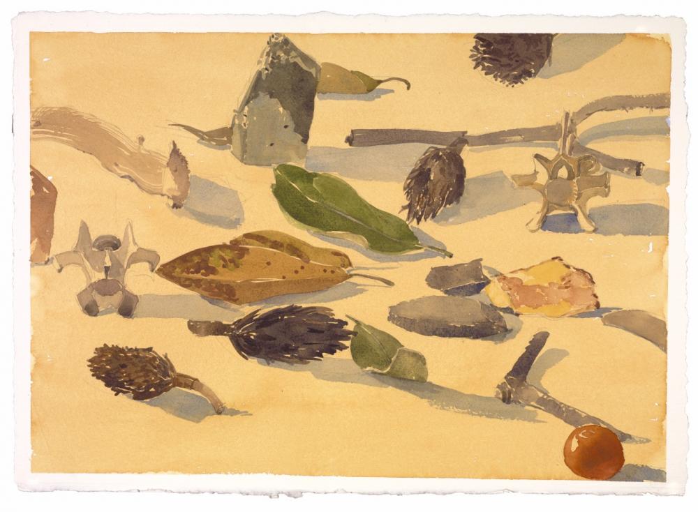 Watercolor still life of pinecones and seed pods